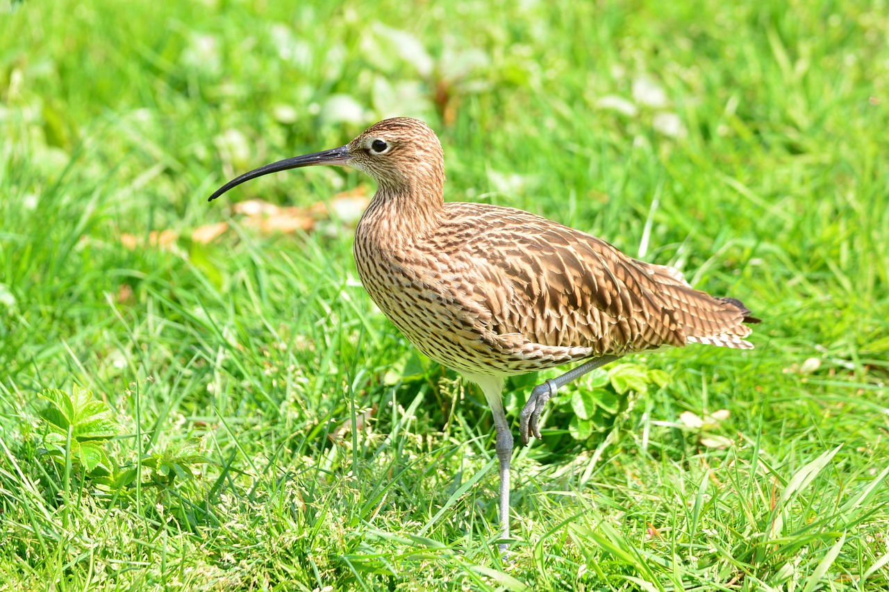 bird water bird animal free photo