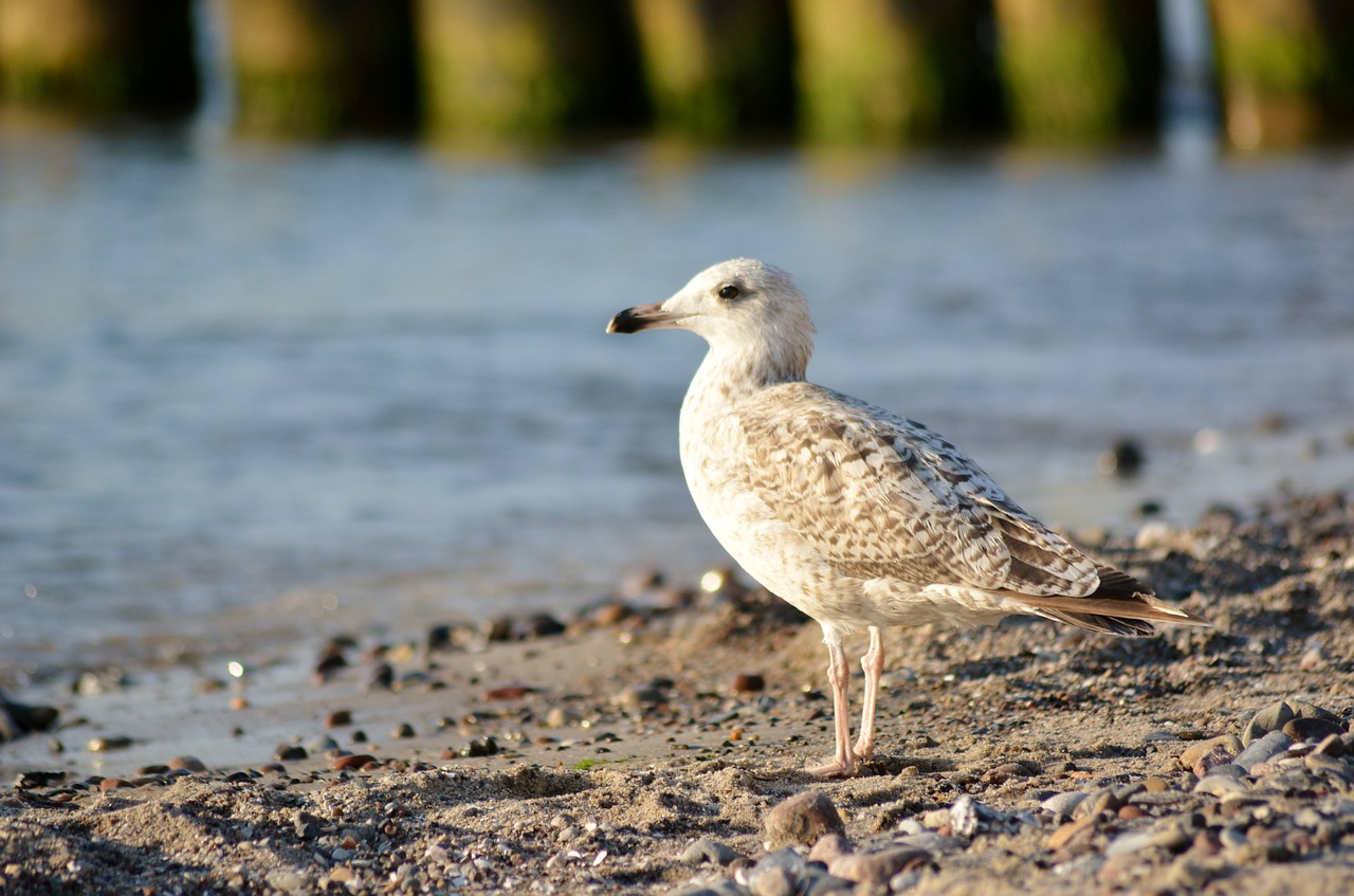 bird  nature  animal world free photo