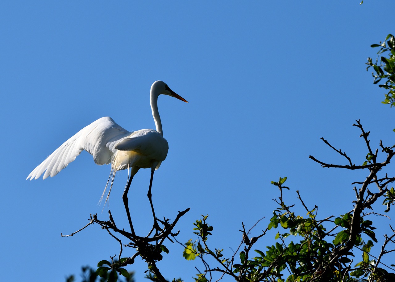 bird  wildlife  nature free photo