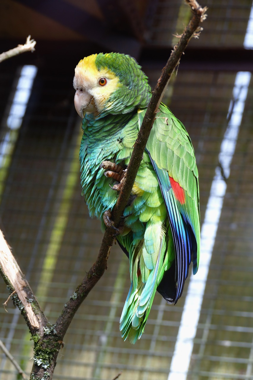 bird  parrot  animal free photo