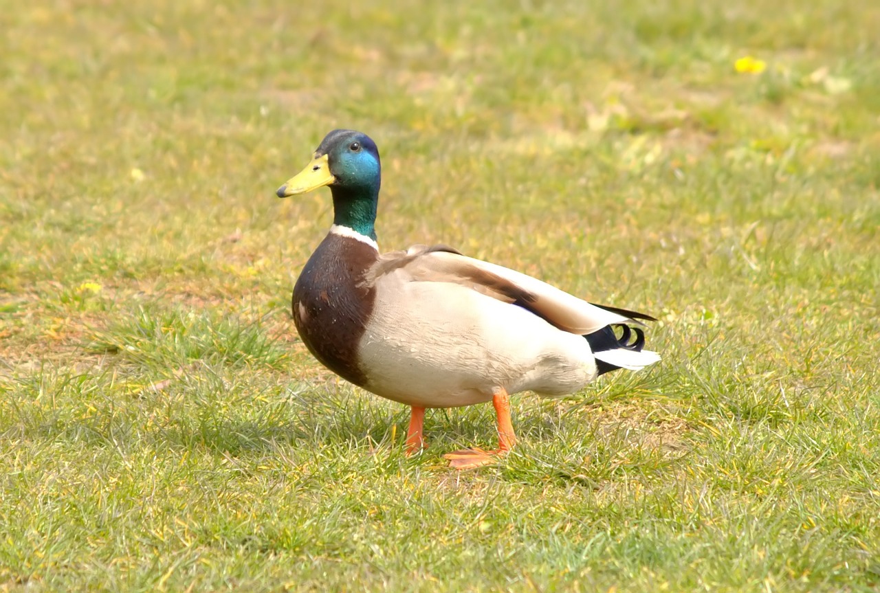 bird  duck  animal world free photo