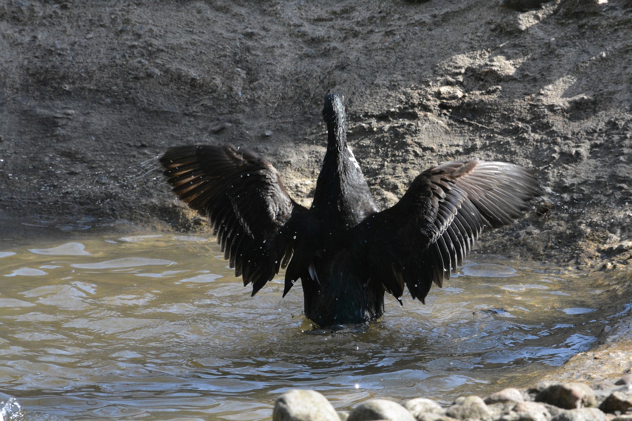 bird  waters  animal world free photo