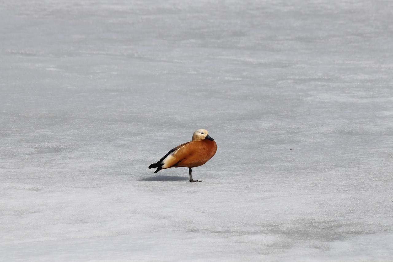 bird  winter  snow free photo