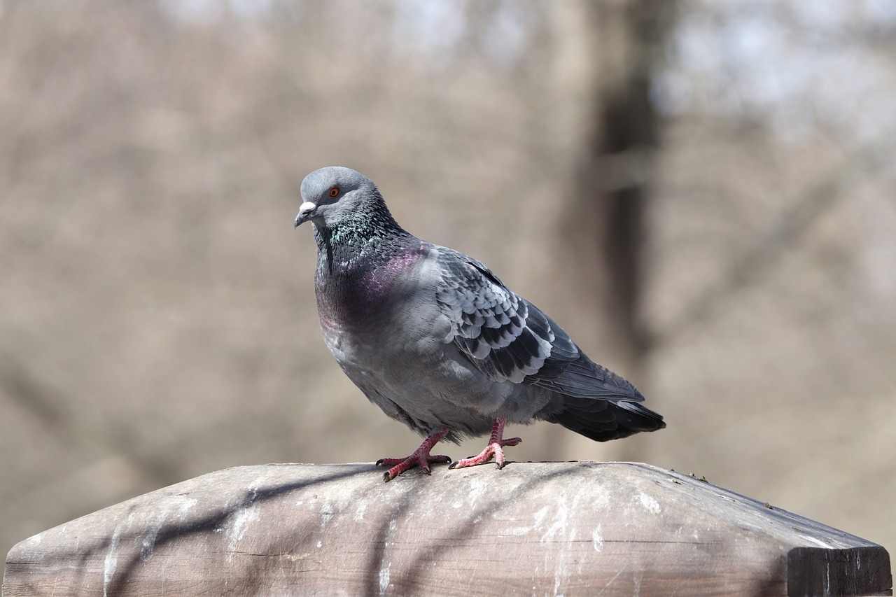 bird  nature  living nature free photo