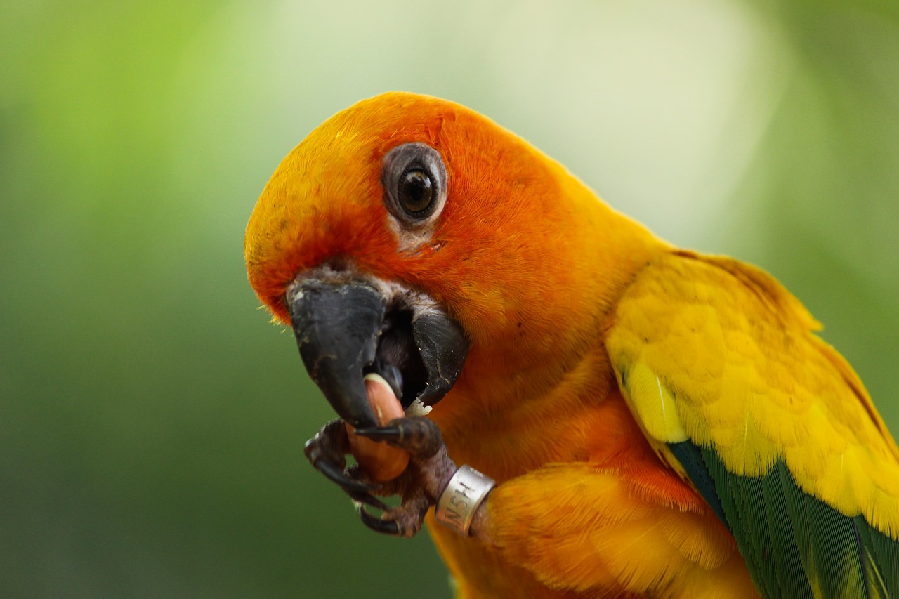 bird  parrot  wildlife free photo