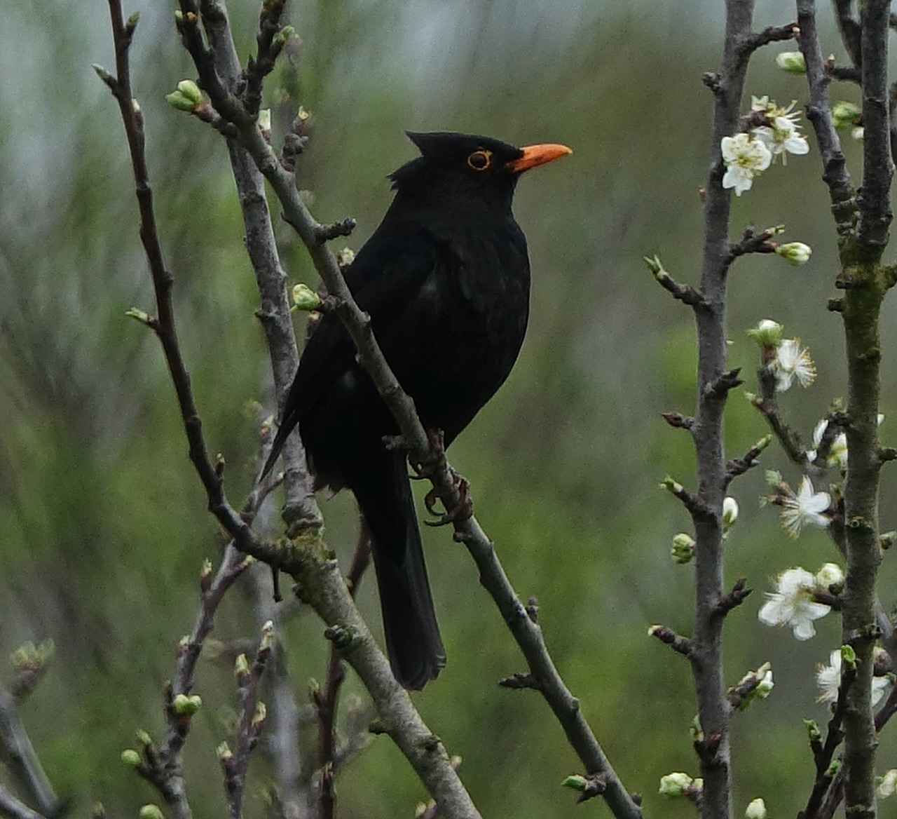 bird  merle  fauna free photo