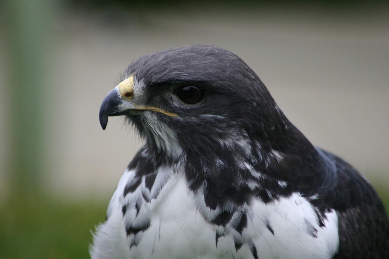 bird  wildlife  raptor free photo