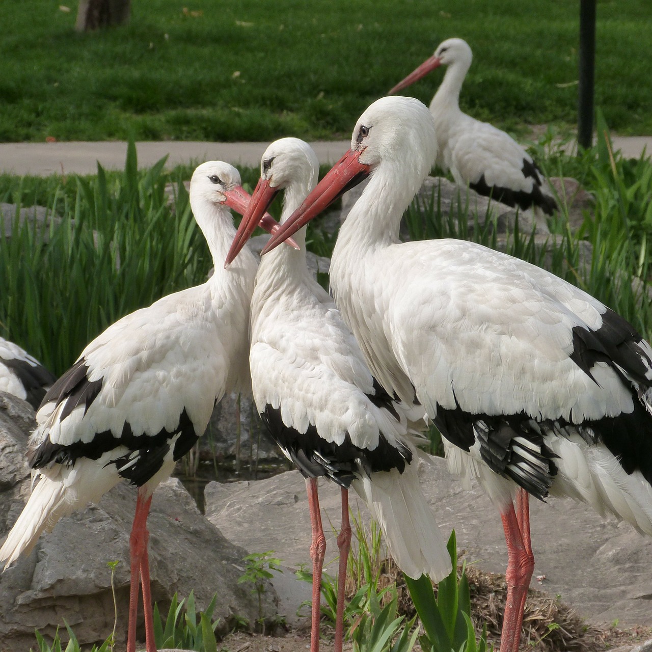 bird stork spring free photo