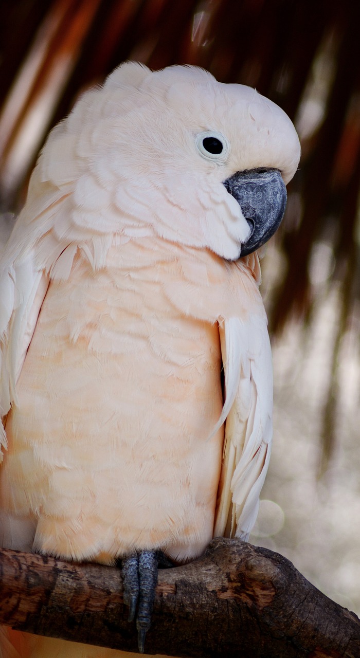bird  animal  cockatoo free photo