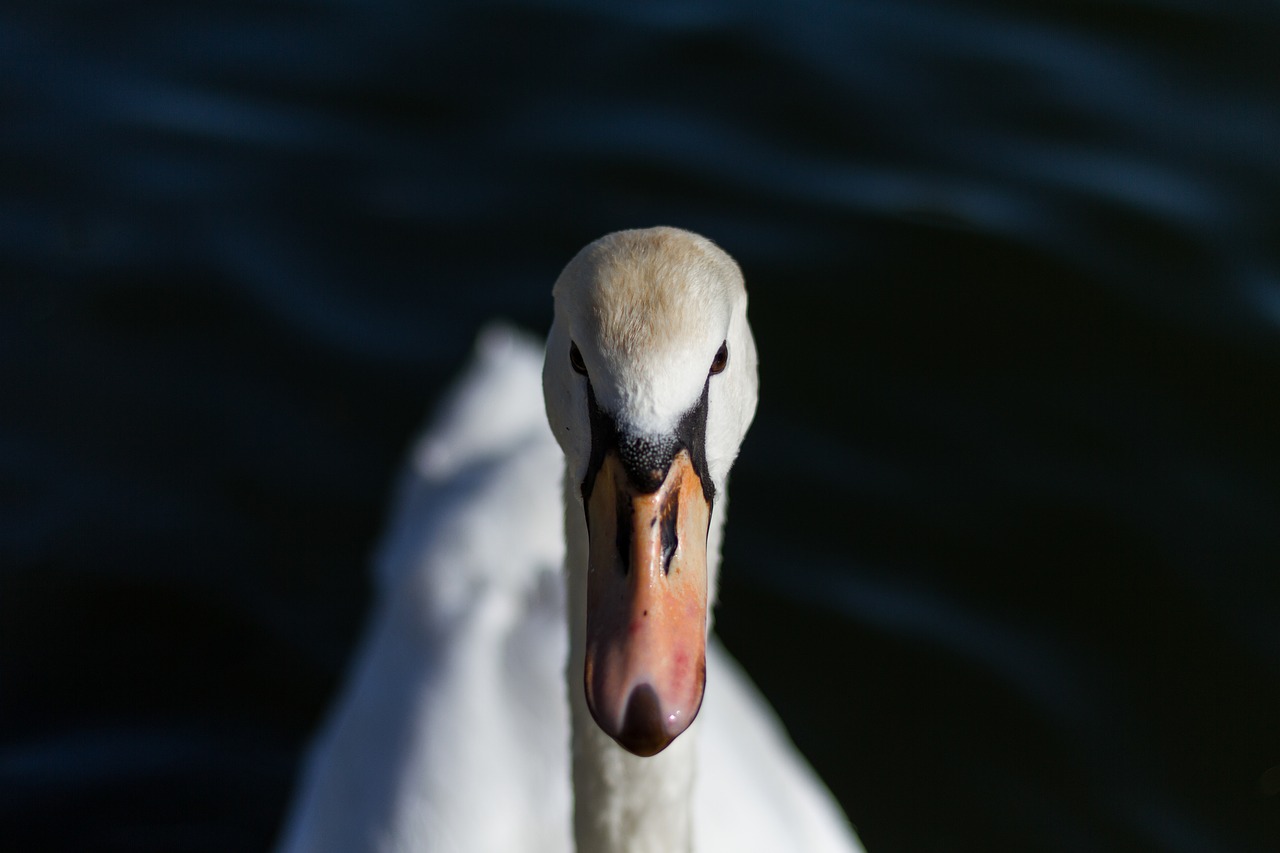 bird  nature  waters free photo