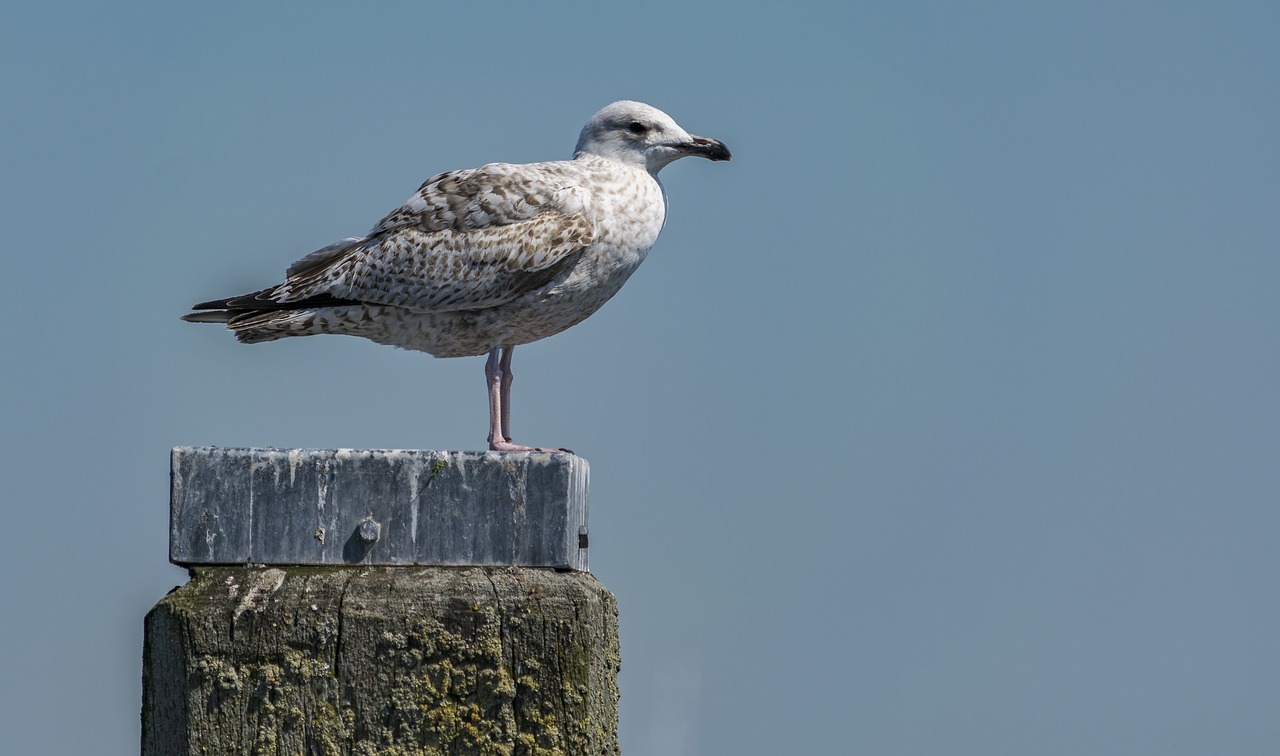 bird  nature  sea free photo