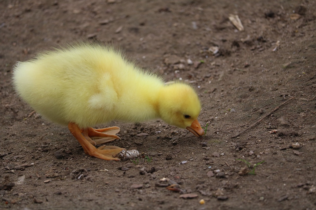 bird  poultry  free woman free photo