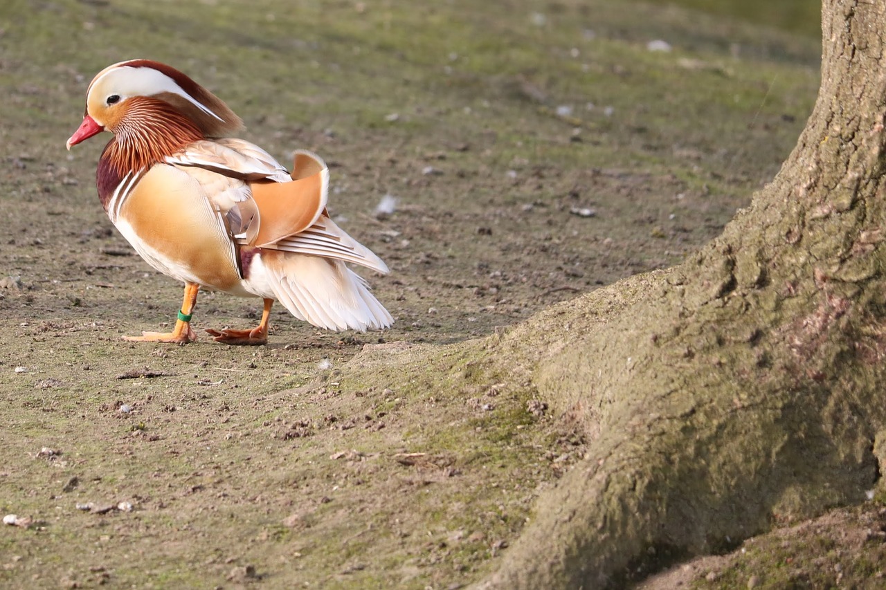 bird  nature  animal world free photo