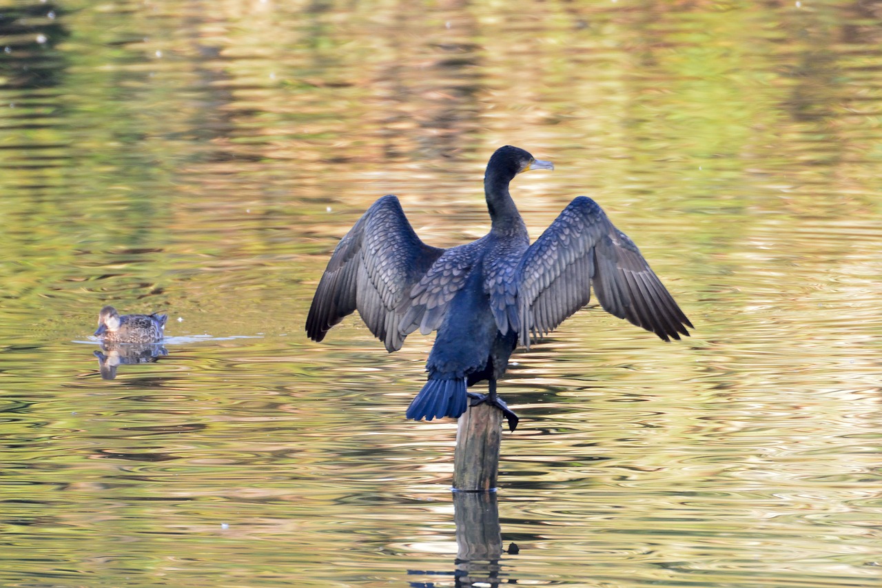 bird  waters  pond free photo