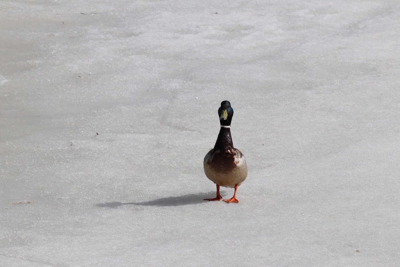 bird  winter  duck free photo