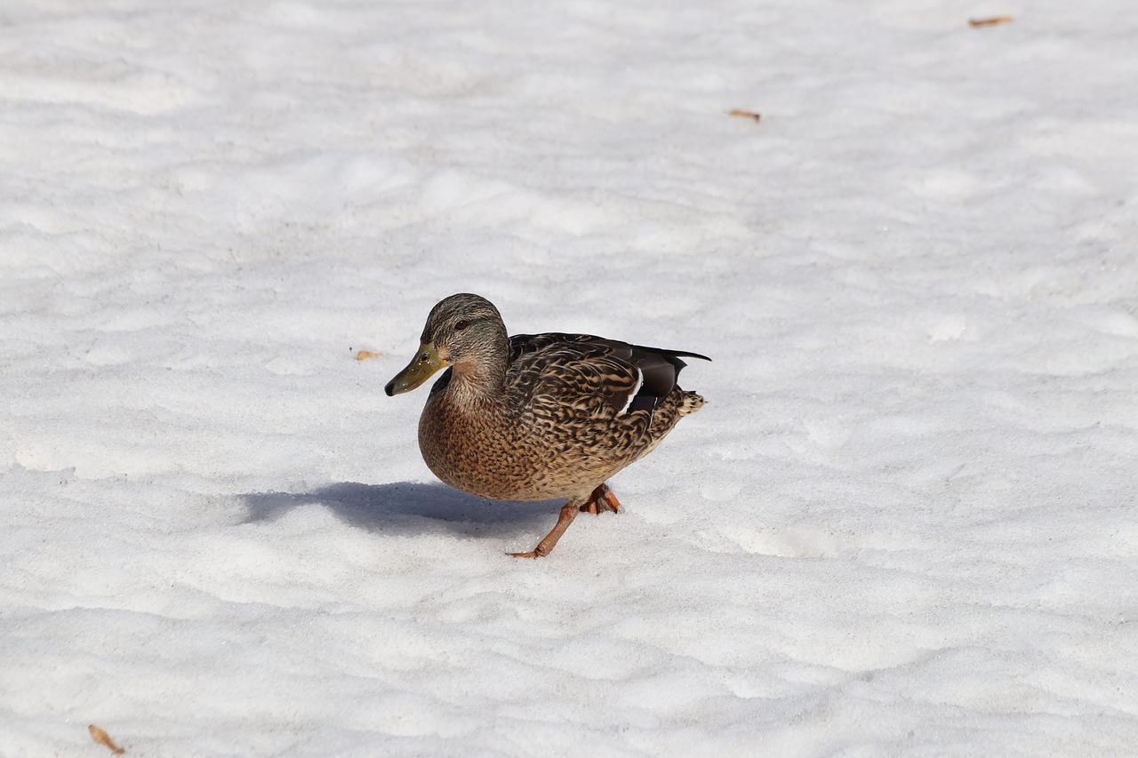 bird  winter  nature free photo