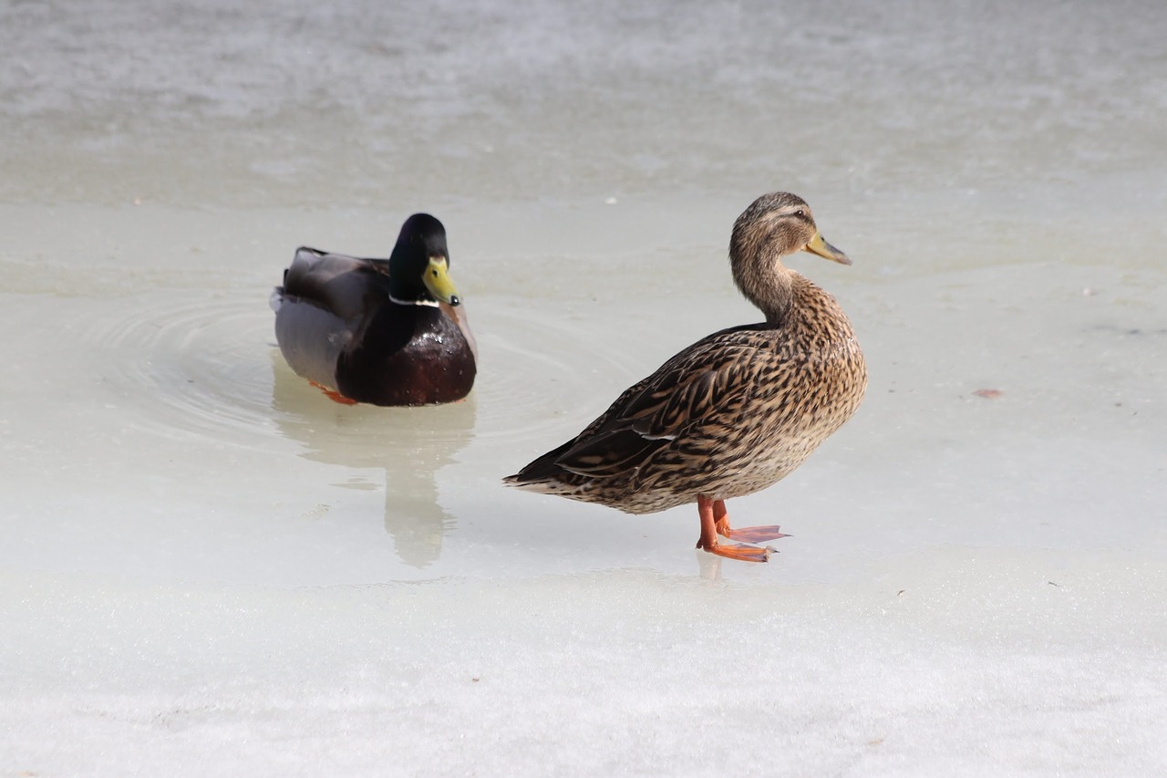 bird  duck  winter free photo