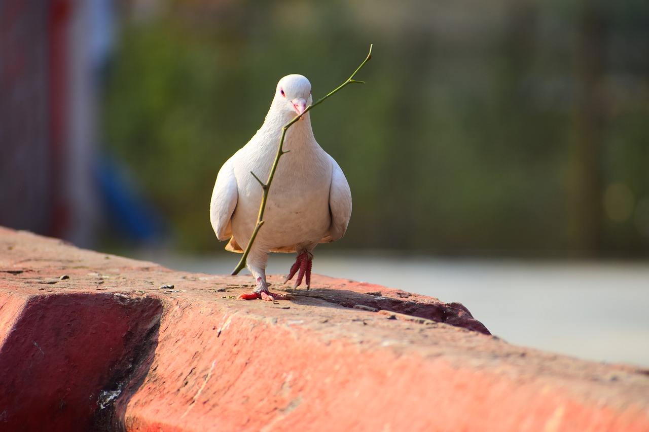 bird  nature  outdoors free photo