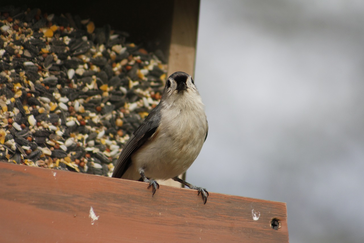 bird  nature  outdoors free photo