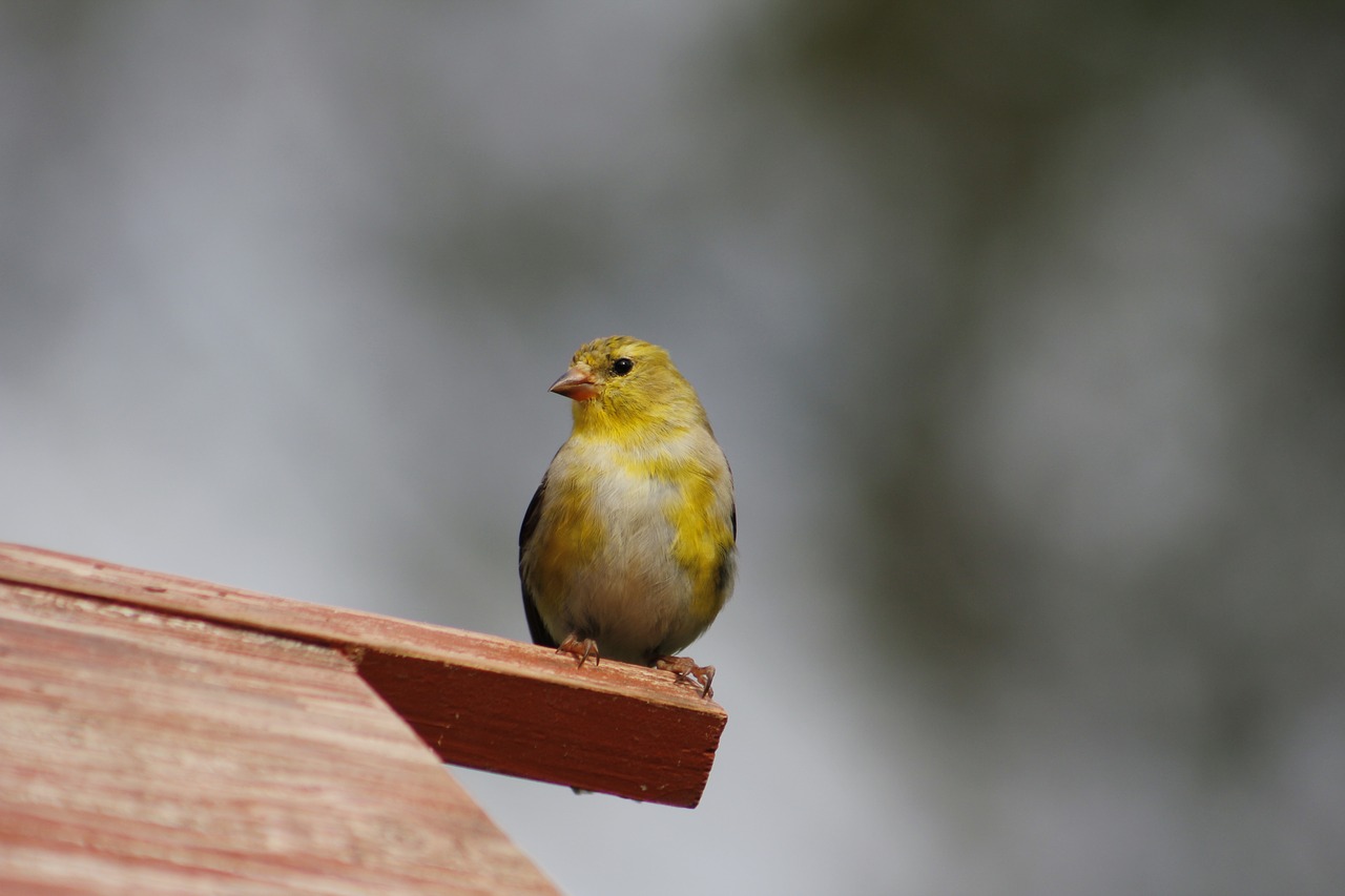 bird  nature  outdoors free photo