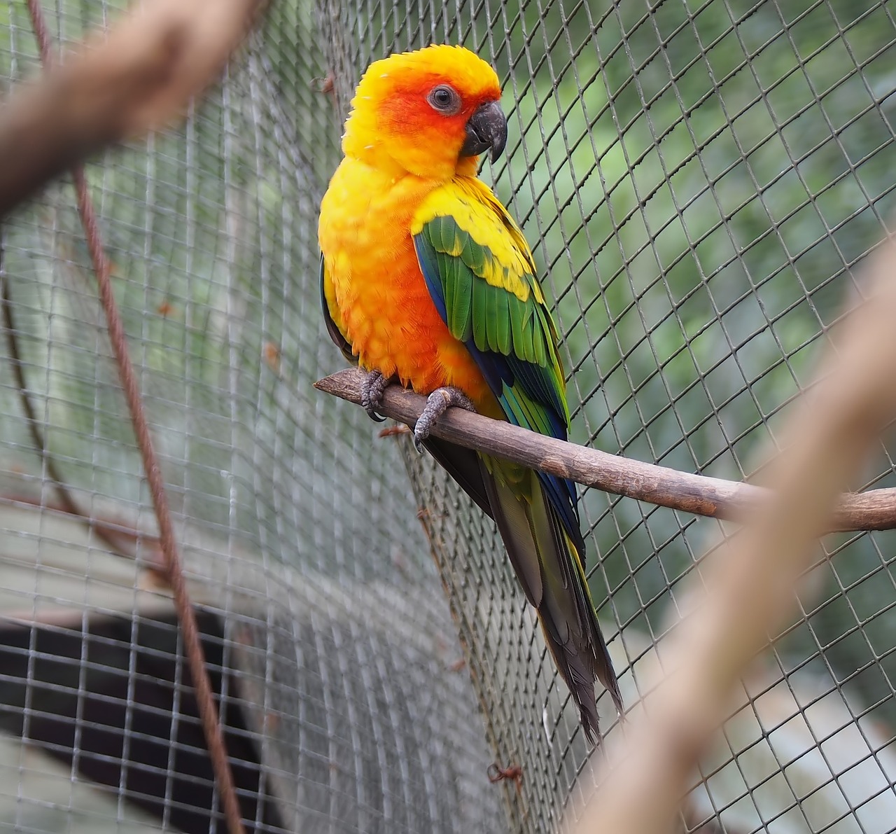 bird  parrot  wildlife free photo