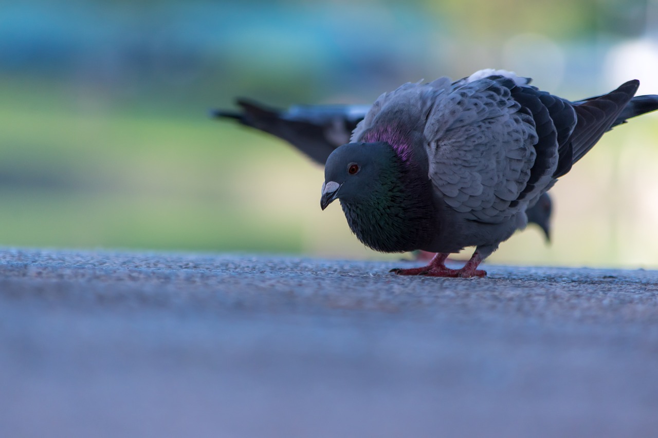 bird  wildlife  nature free photo