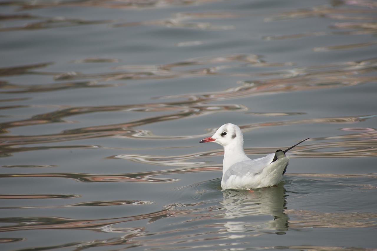 bird  water  wildlife free photo