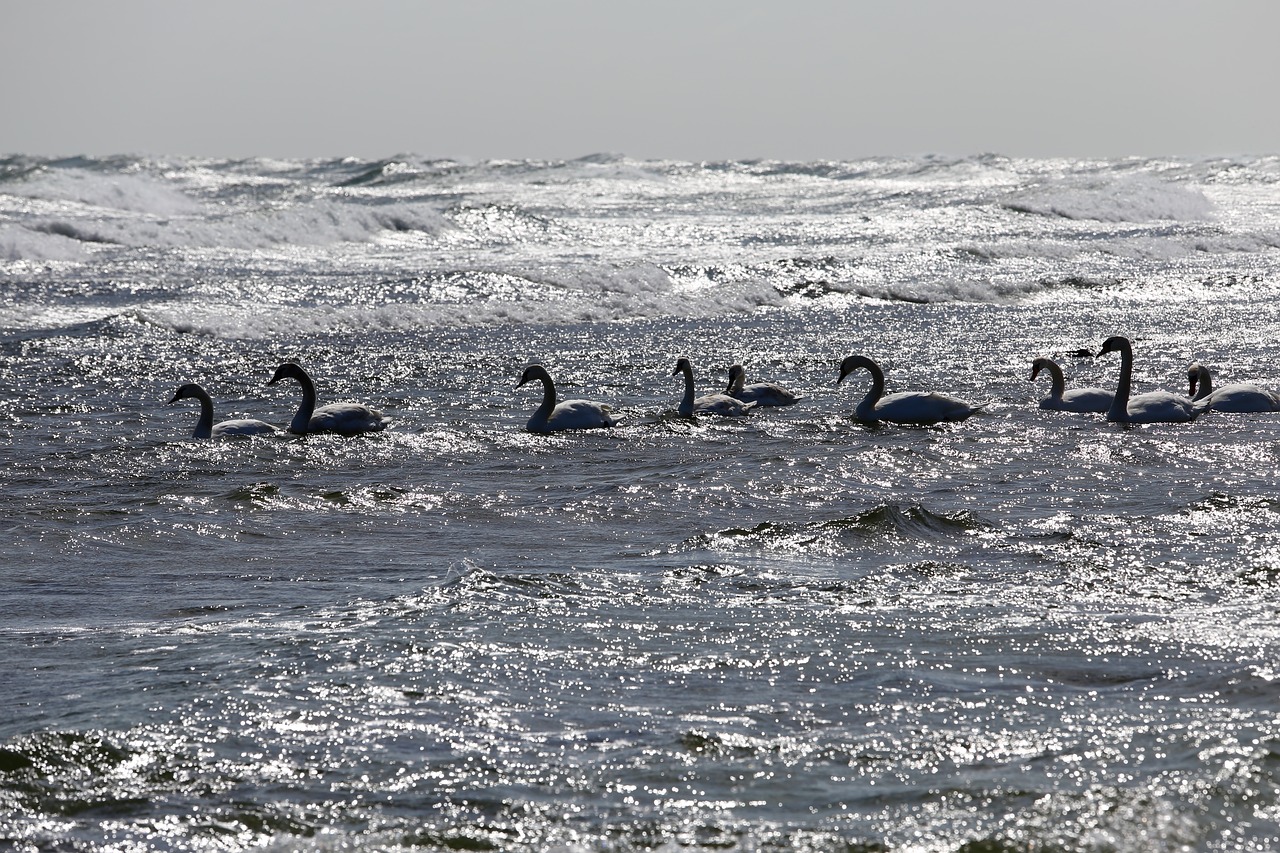 bird  swan  sea free photo