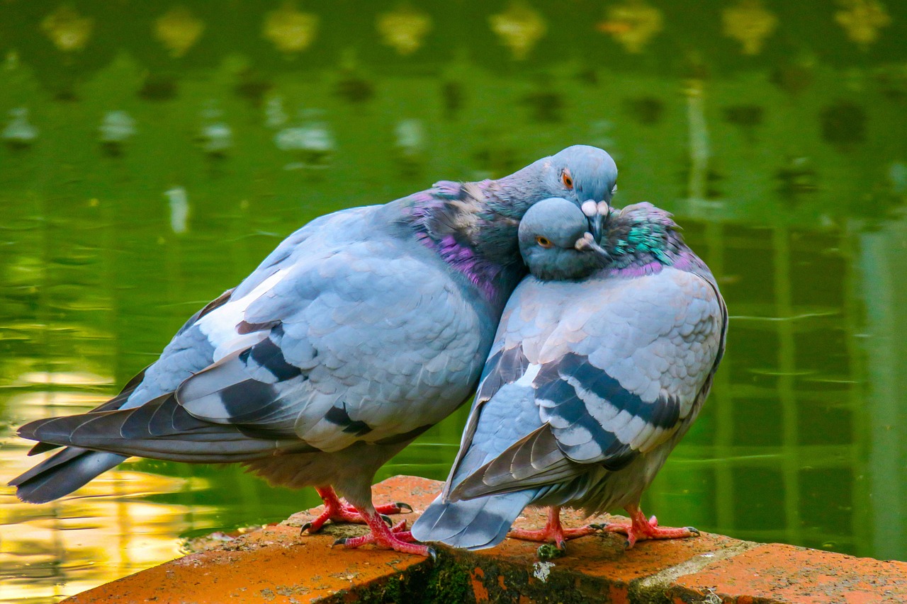 bird  feather  wings free photo