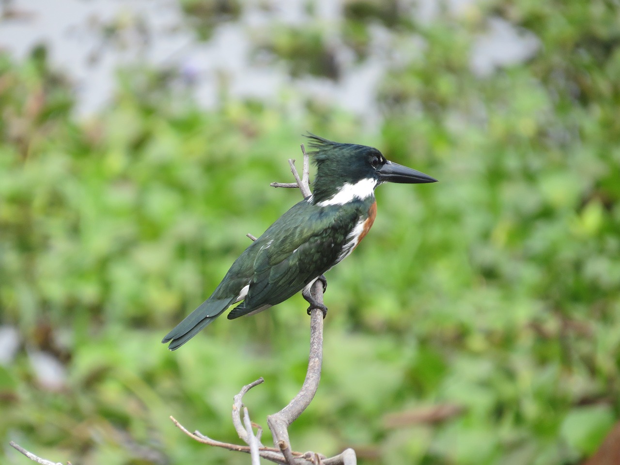 bird  nature  wildlife free photo