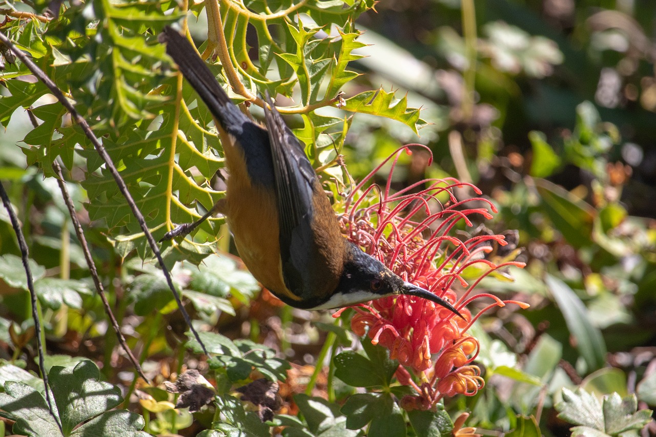 bird  nature  flora free photo