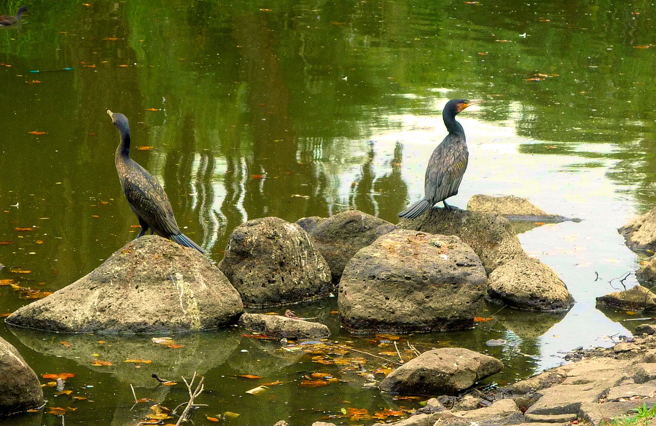 bird  water  nature free photo