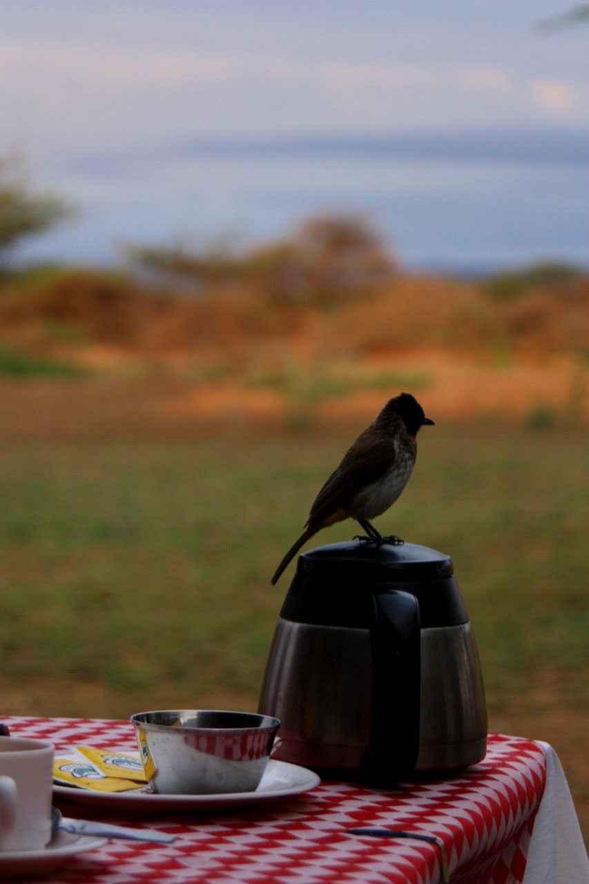 bird teapot cup free photo