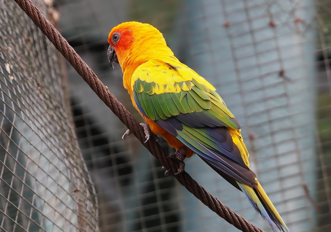 bird  parrot  nature free photo