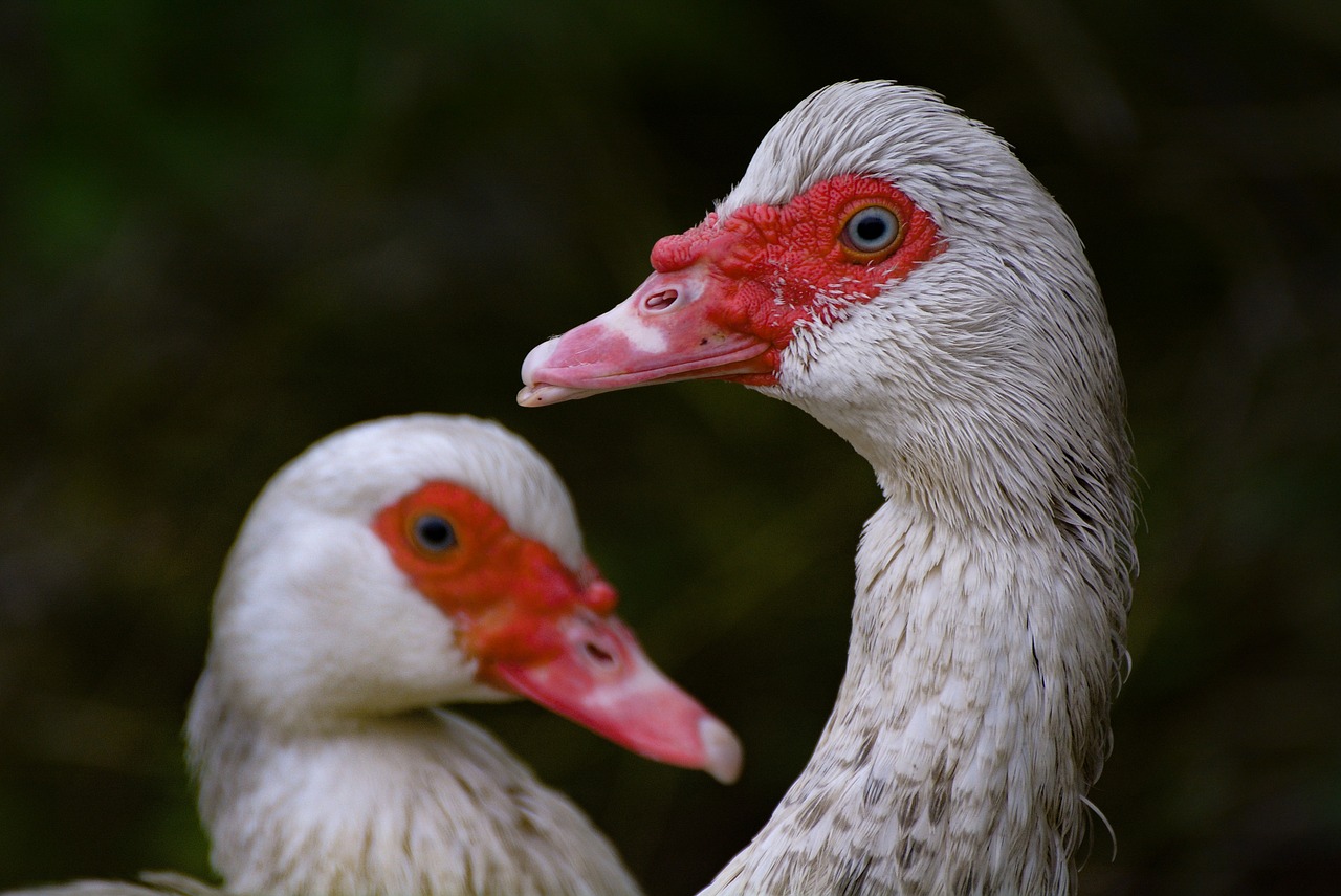 bird  wildlife  nature free photo