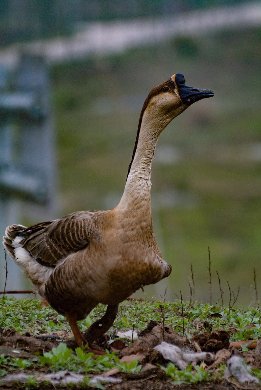 bird  nature  wildlife free photo