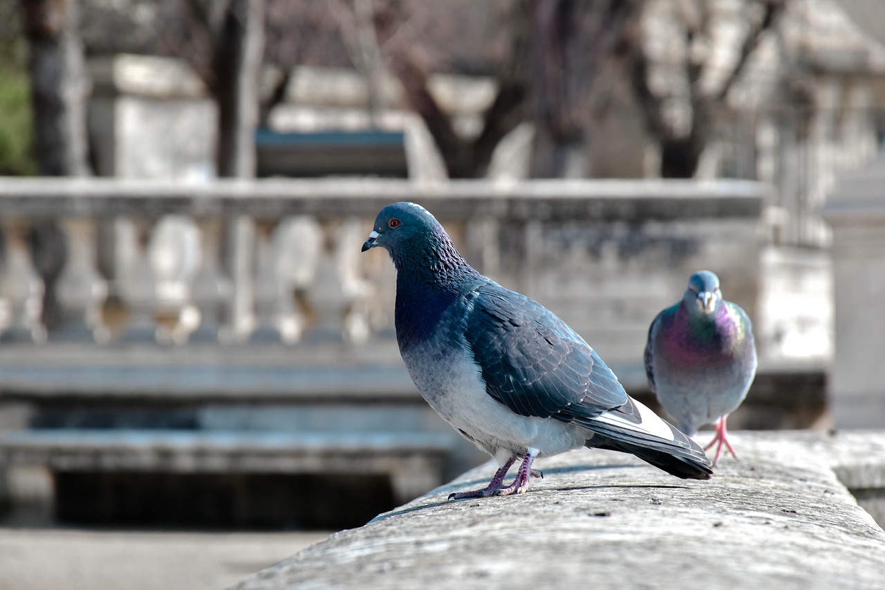 bird  pigeon  nature free photo