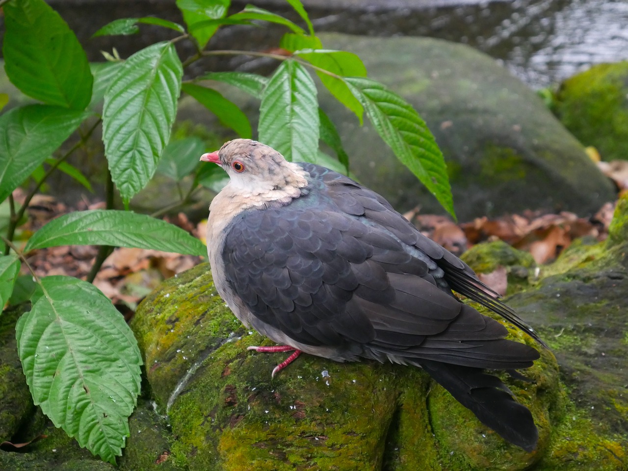 bird  nature  outdoors free photo