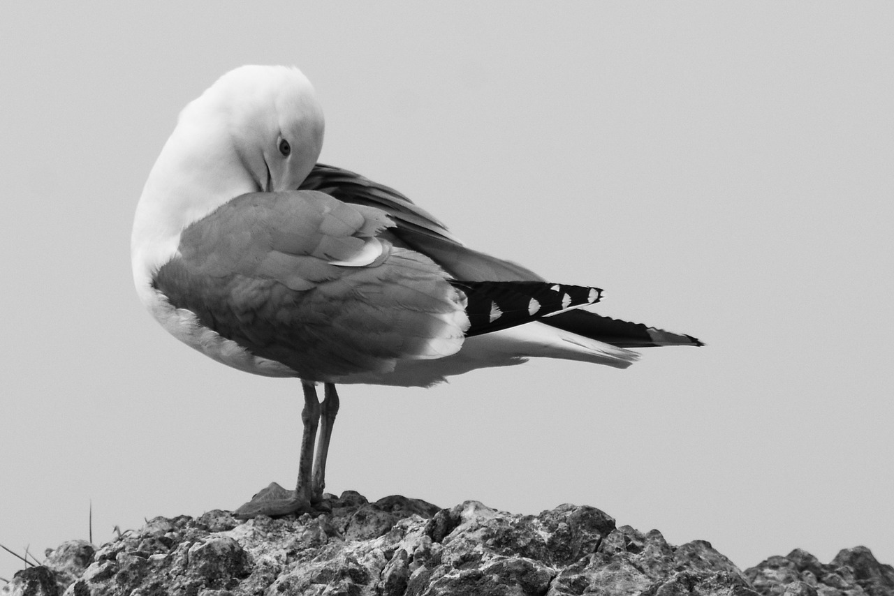 bird  seagull  nature free photo