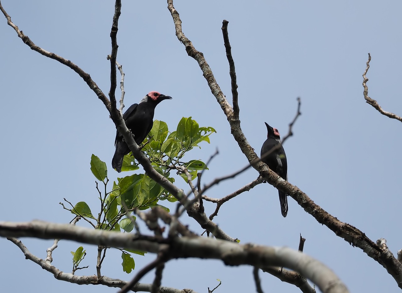 bird  wildlife  tree free photo