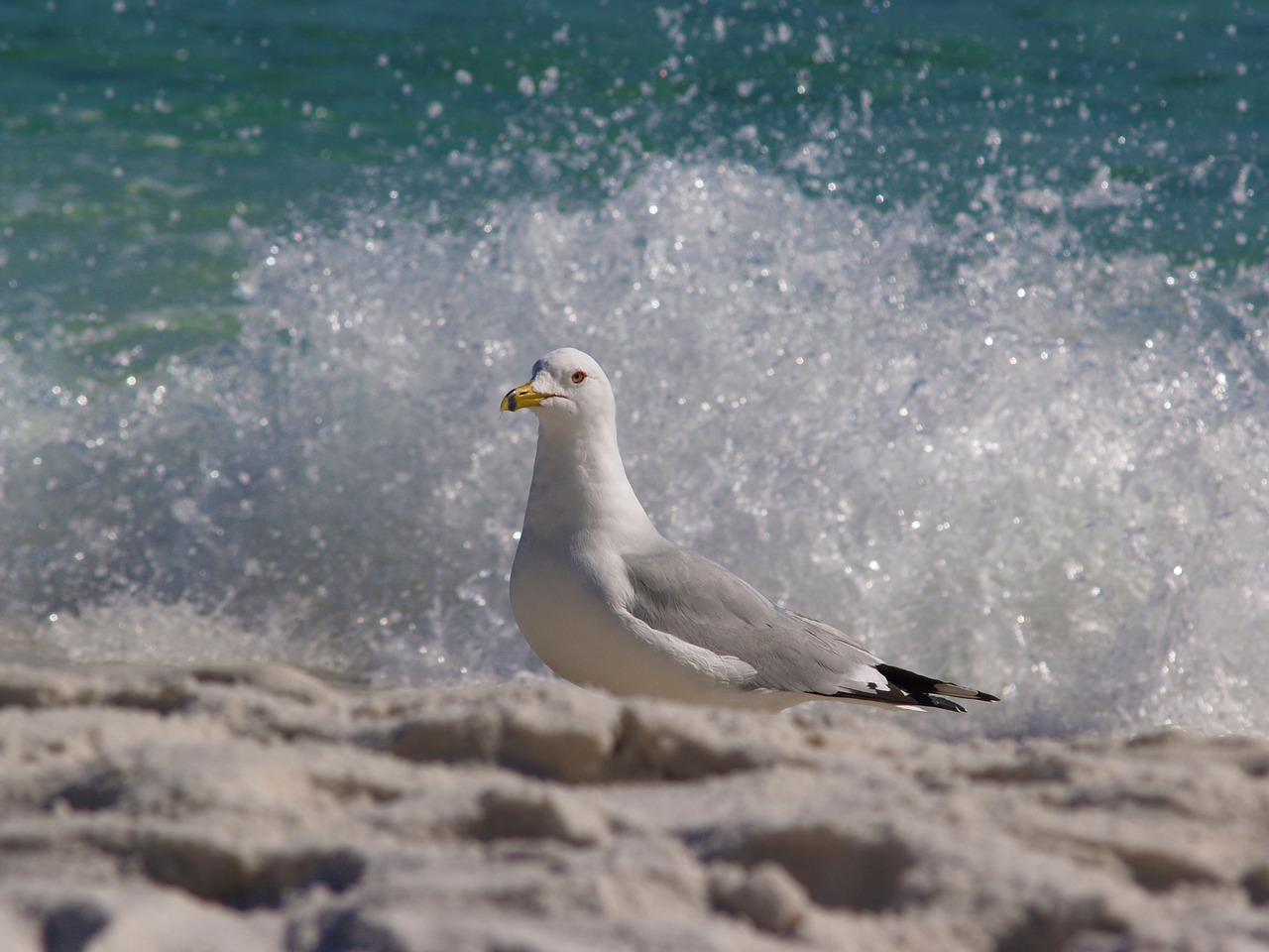 bird  nature  sea free photo