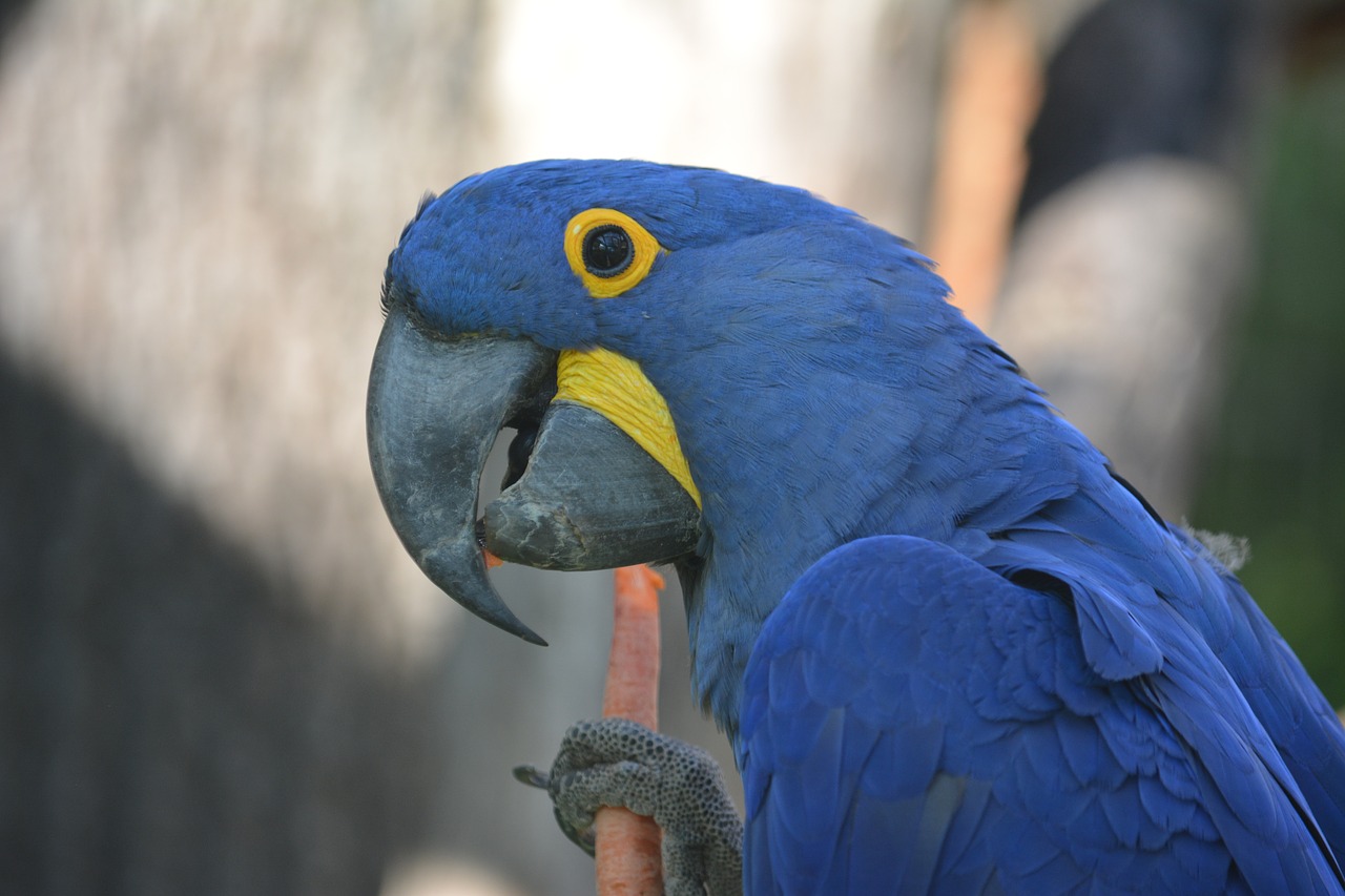 bird  parrot  animal world free photo