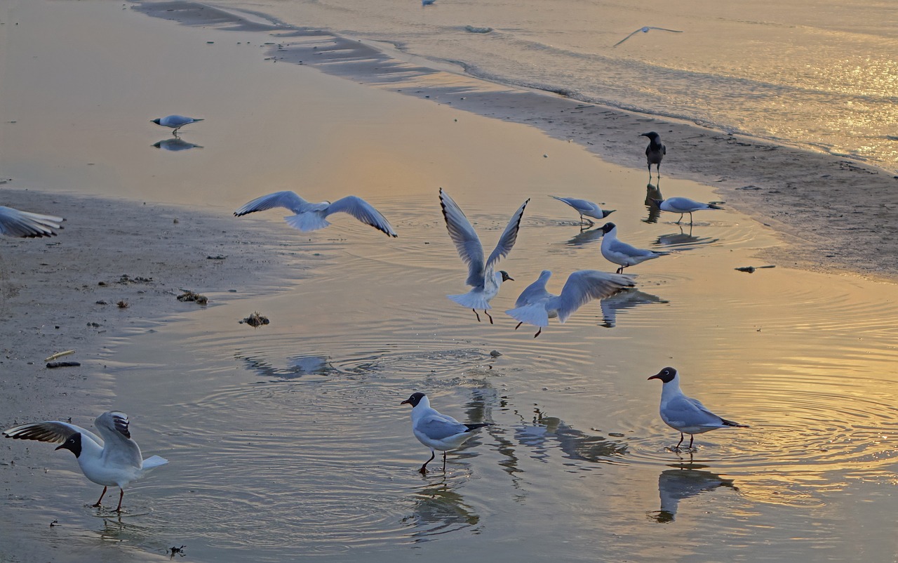 bird  water  nature free photo