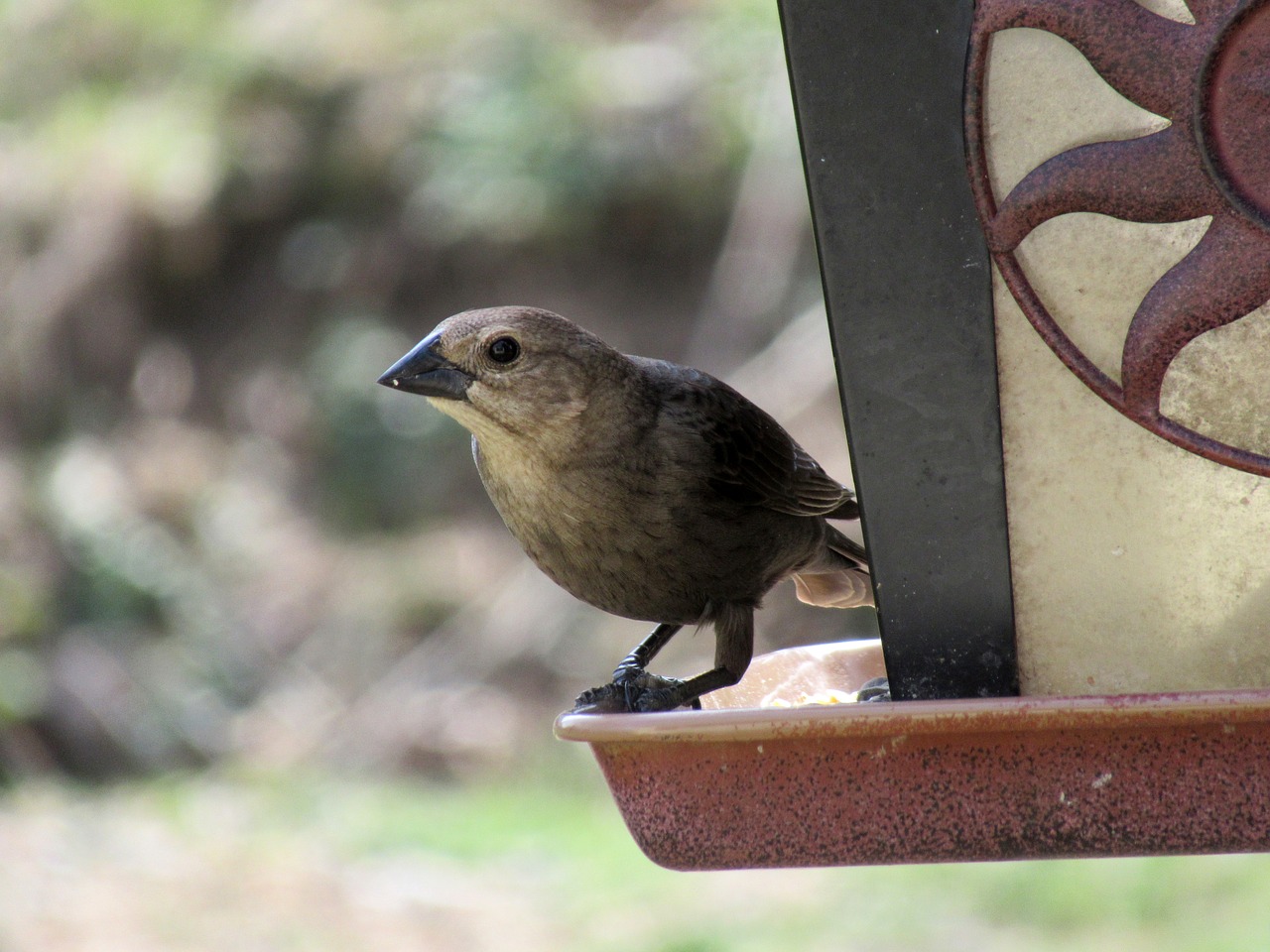 bird  bird feeder  wildlife free photo