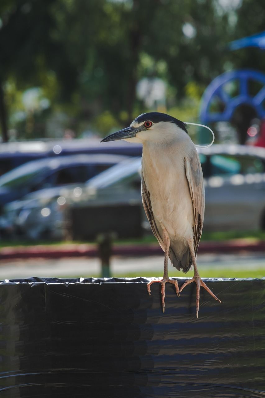 bird  wildlife  nature free photo