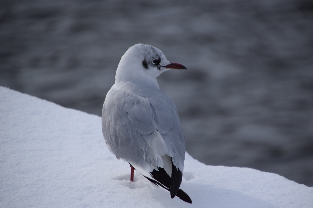 bird  wildlife  winter free photo