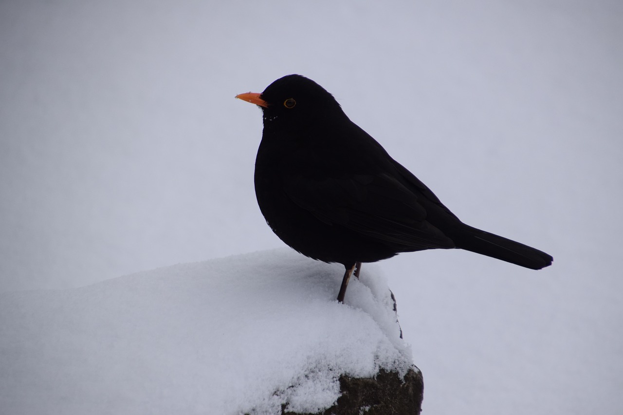 bird  wildlife  outdoors free photo