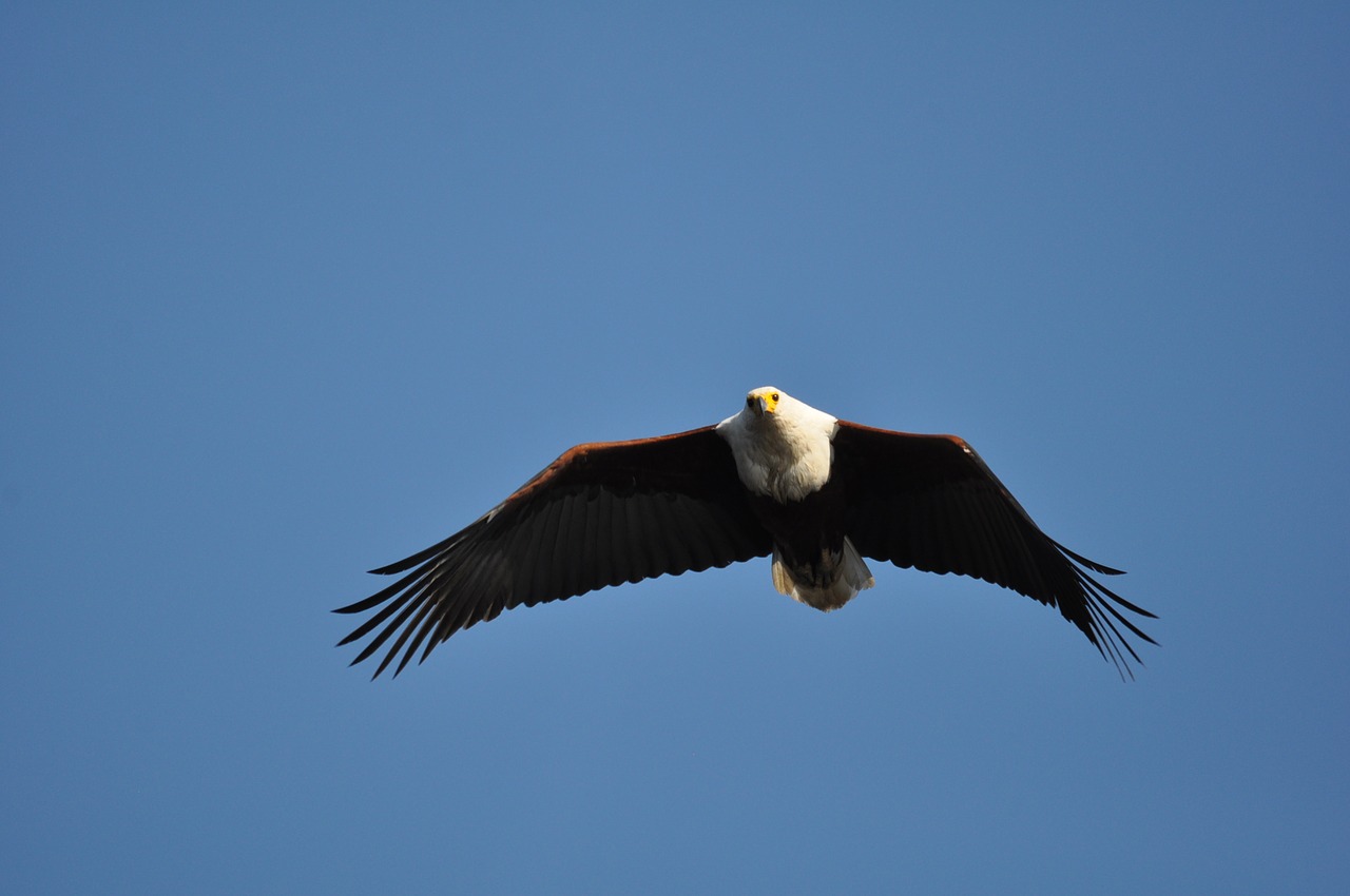 bird  raptor  eagle free photo