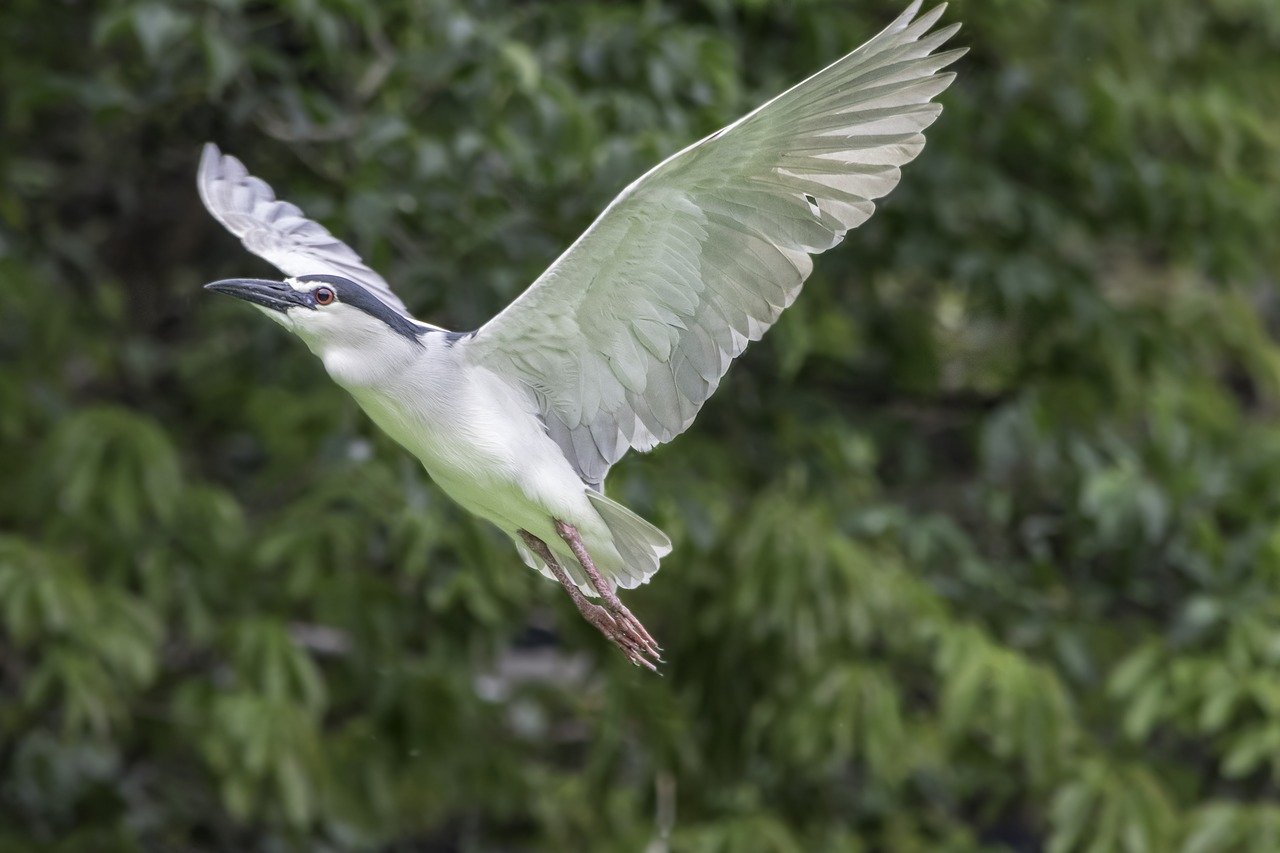 bird  nature  wildlife free photo