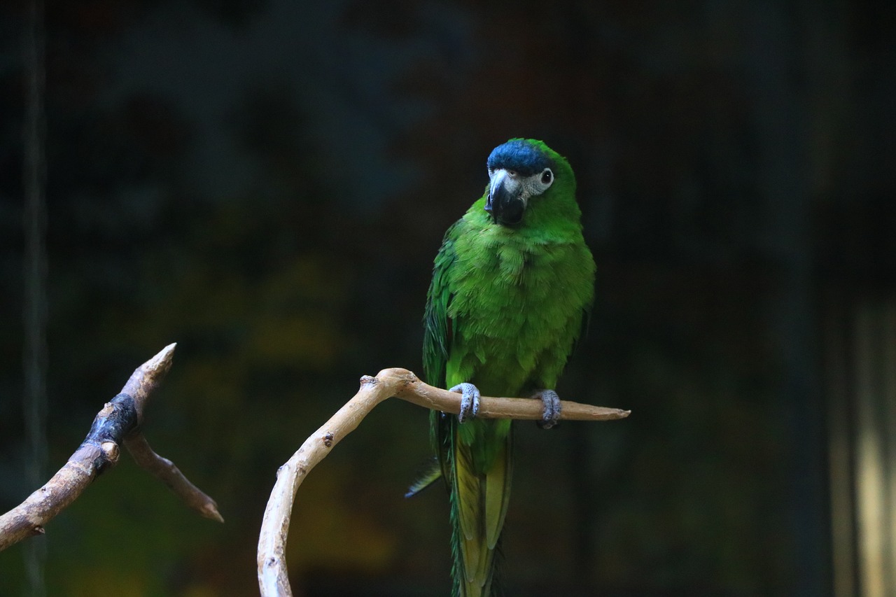 bird  wildlife  wings free photo